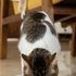 products/mockup-of-a-house-cat-eating-from-a-pet-bowl-m30087.png